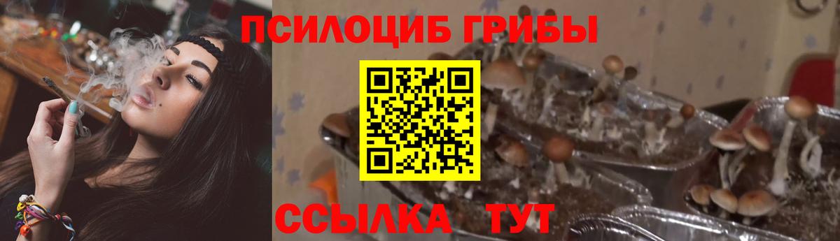 Псилоцибиновые грибы мицелий  Вход с VPN  Норильск  где купить наркоту  Псилоцибиновые грибы Psilocybe 